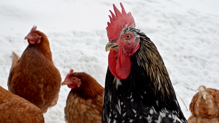 Why Do Chickens Eat More During Colder Weather?
