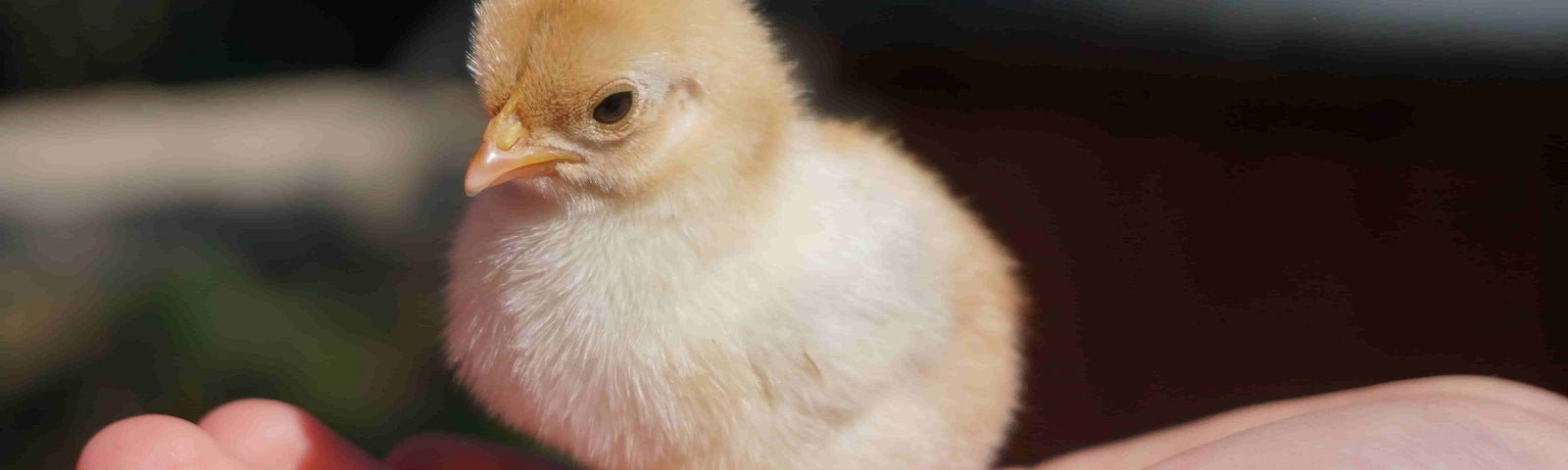 Your Chicks are Here! Now What?