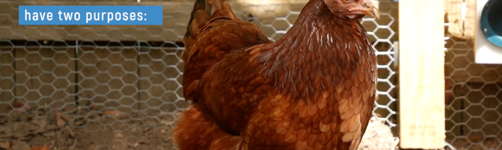 Choosing Chickens: American Heritage Chicken Breeds
