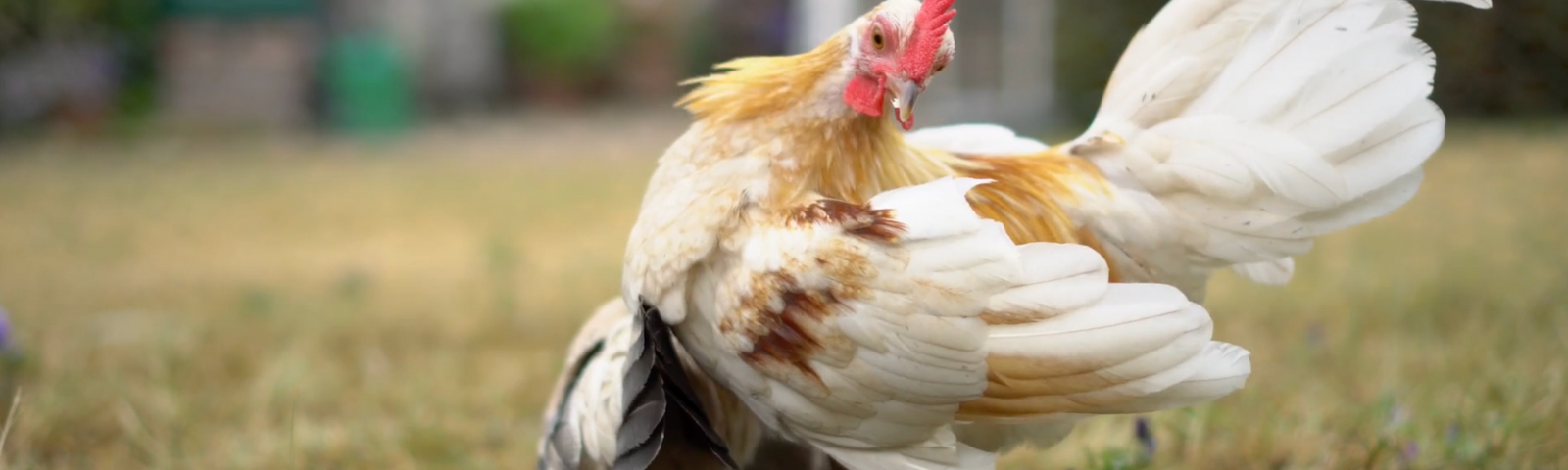 Can I Bathe My Chicken?