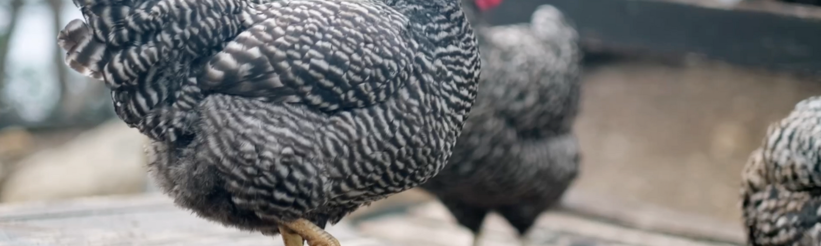 Choosing Chickens: Best Chicken Breeds for Backyard Flocks