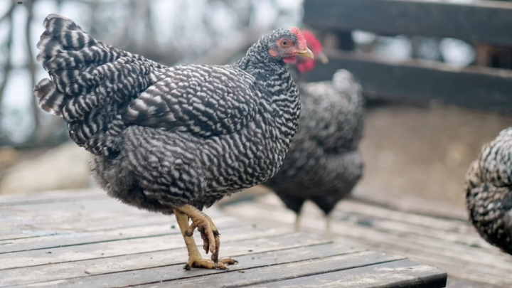 Choosing Chickens: Best Chicken Breeds for Backyard Flocks