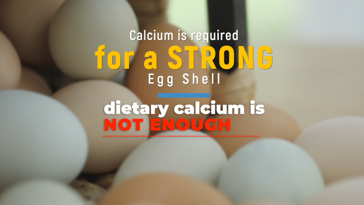 Chicken Anatomy Explained: Bone Structure and Health
