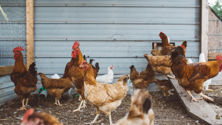 Mild, Moderate, and Severe Stress in Chickens