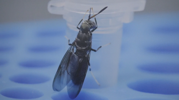 Black Soldier Fly Larvae (BSFL) Genetics