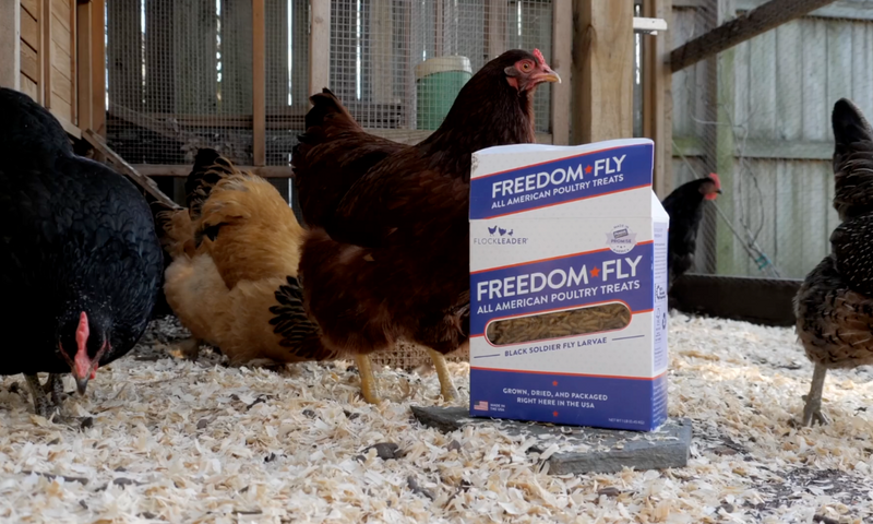 Black Soldier Fly Larvae (BSFL) Harvest Stage – Perdue FlockLeader