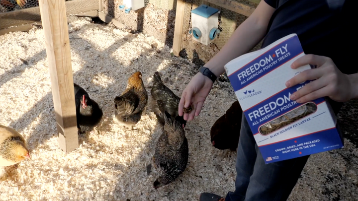 Black Soldier Fly Life Cycle