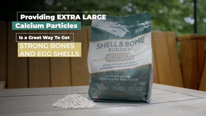 Introducing Shell & Bone Builder