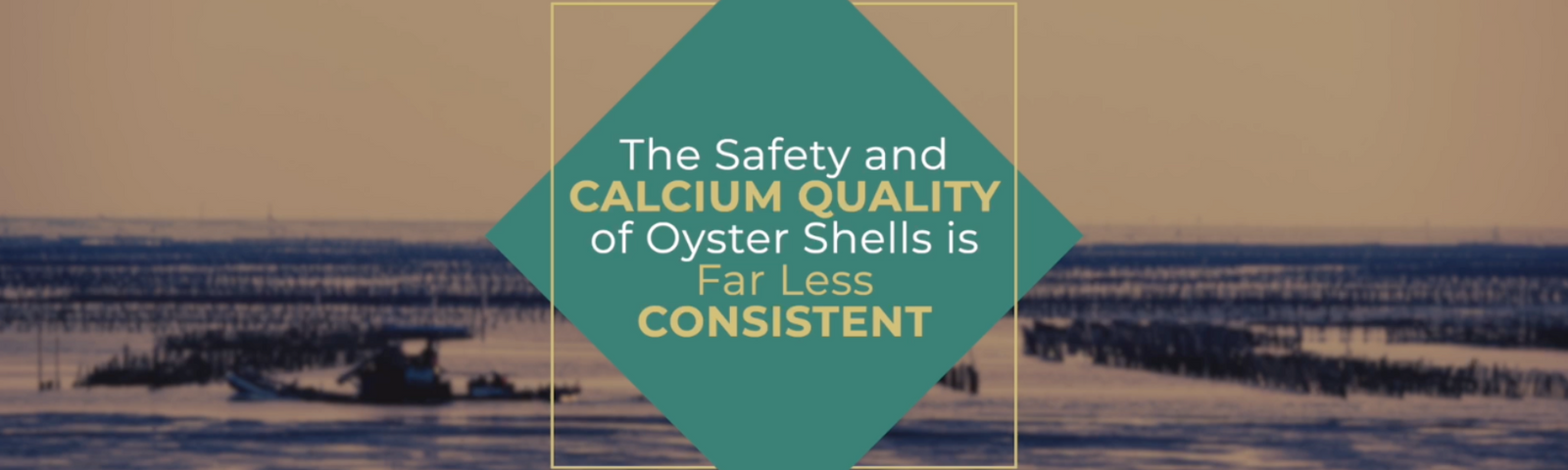 Limestone vs. Oyster Shells for Chickens