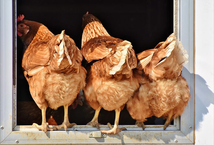 An Inside Look at Chicken Stress
