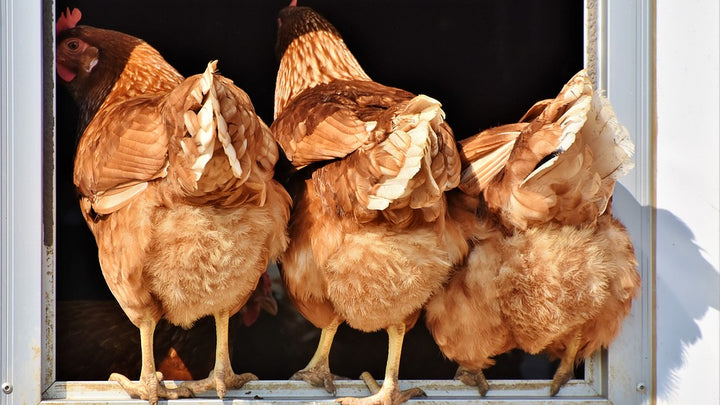 An Inside Look at Chicken Stress