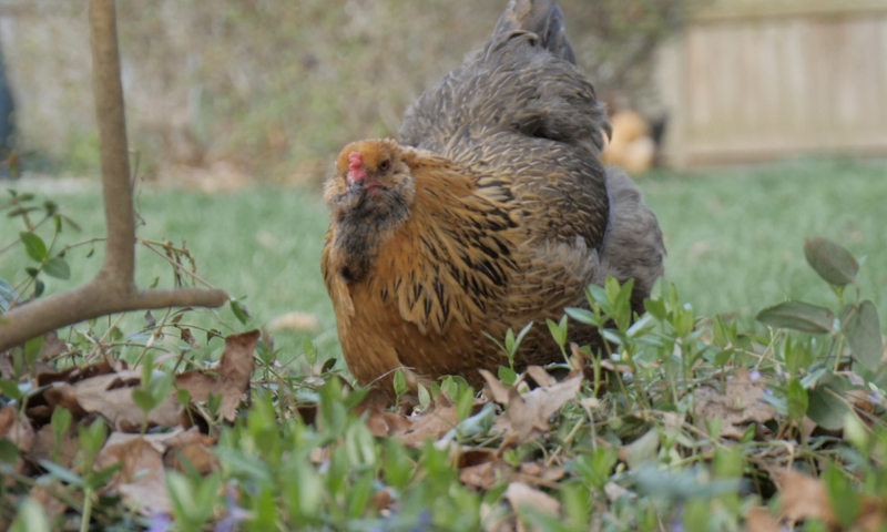 Picture of Garden Safety with Chickens – Perdue FlockLeader