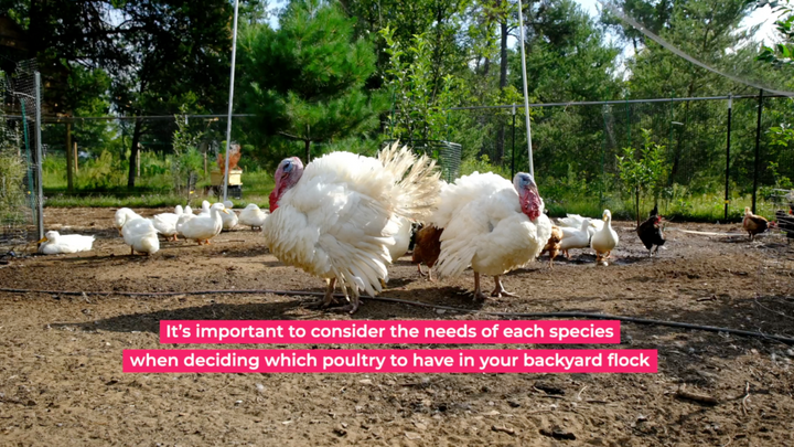 Chickens and Ducks and Turkeys, Oh My! Tips for Raising a Mixed Flock