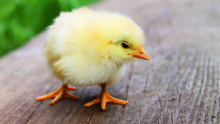 Raising Baby Chicks in the Summer