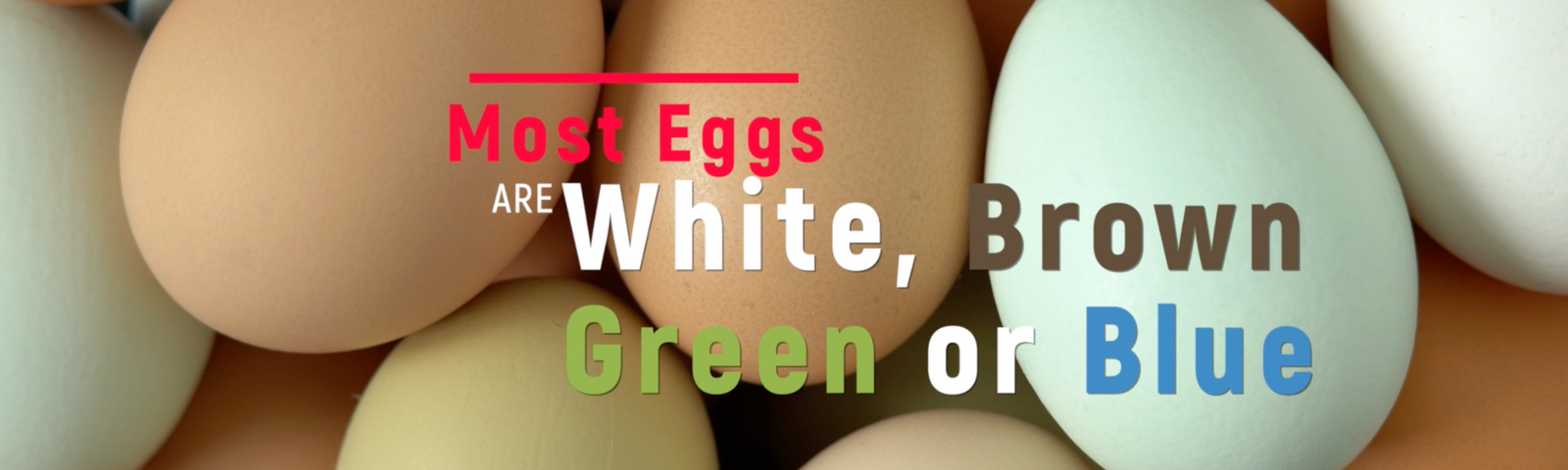 Choosing Chickens: The Best Breeds for Colored Eggs