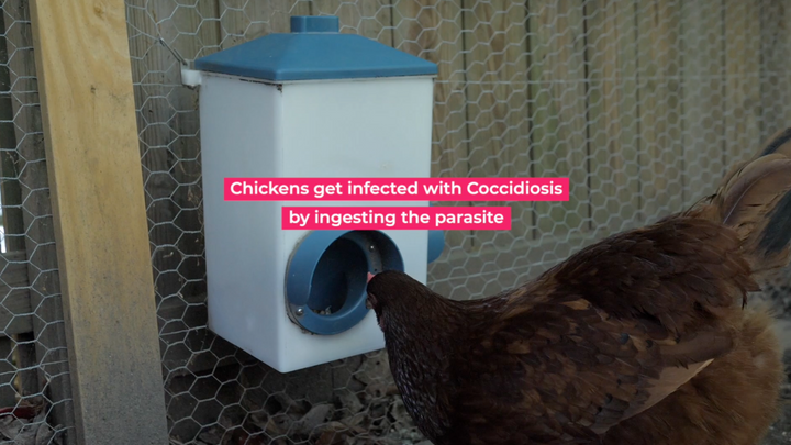 What is Coccidiosis and Why Should You Worry About It?