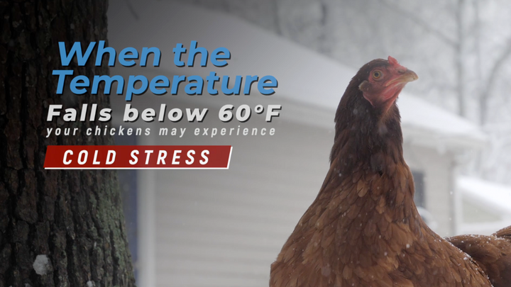 Signs of Cold Stress in Ducks, Chickens, and Turkeys