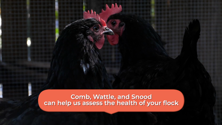 Chicken Anatomy Explained: Comb, Wattle, and Snood