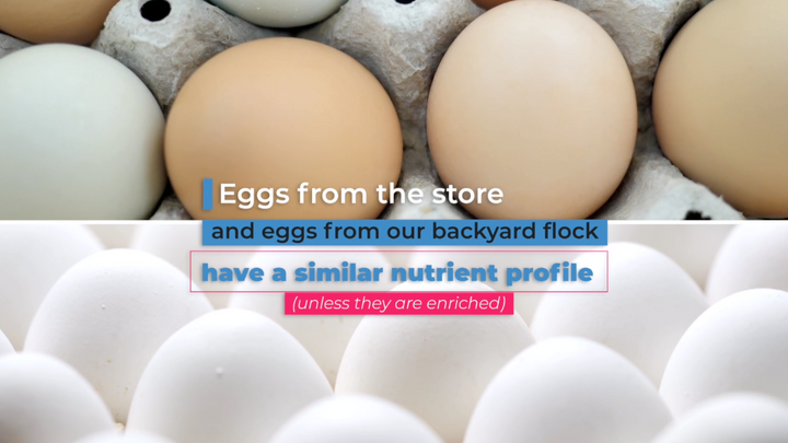 Commercial Eggs vs Backyard Eggs: What’s the Difference?