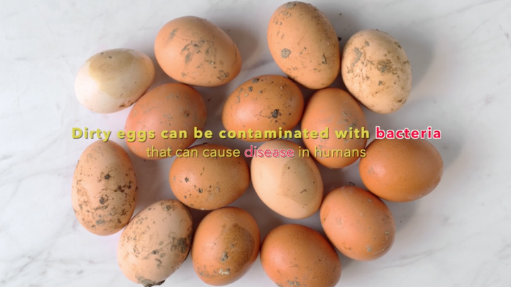 Egg Care: What to do about Dirty Eggs