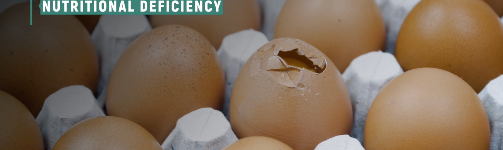 The Importance of Eggshell Quality