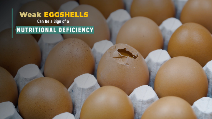 The Importance of Eggshell Quality