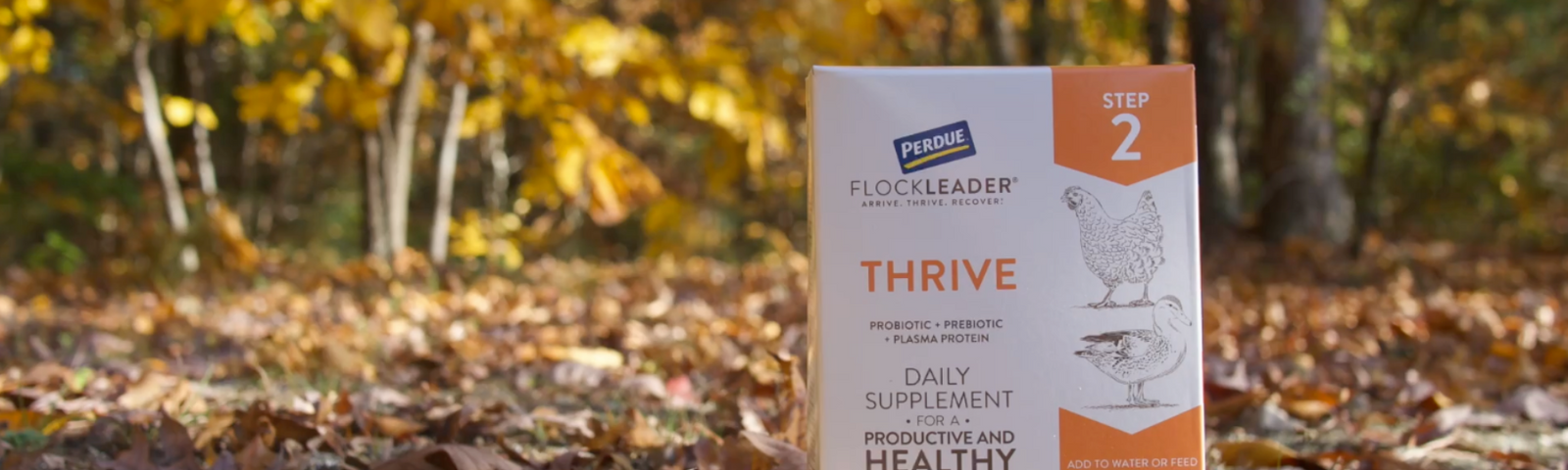 Caring for Your Chickens in the Fall