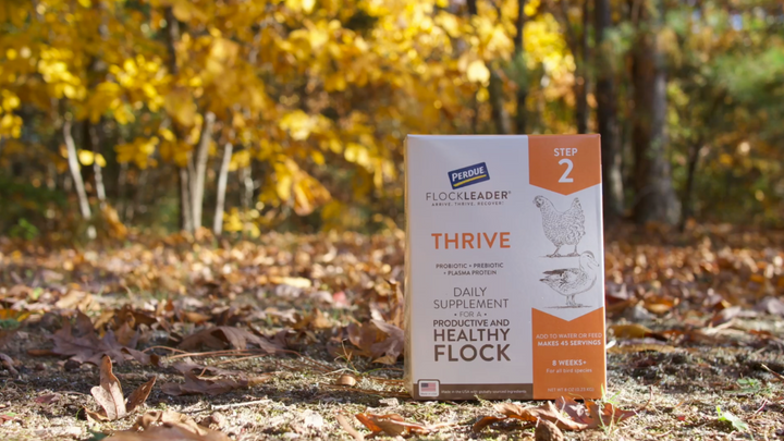 Caring for Your Chickens in the Fall