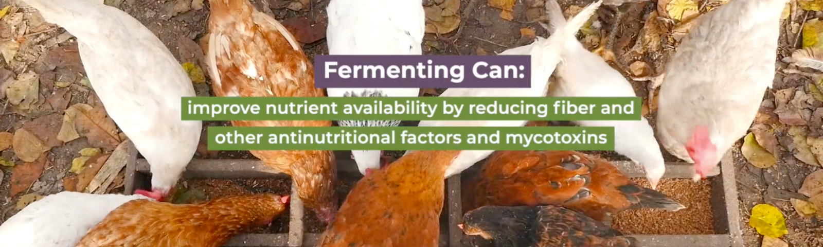 Does My Flock Need Fermented Feed to be Healthy?
