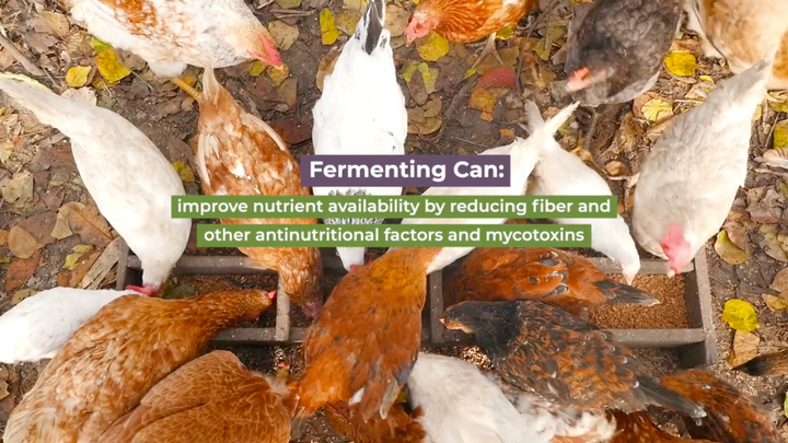 Does My Flock Need Fermented Feed to be Healthy?