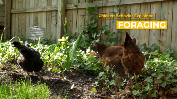 Chicken Behavior Explained: Foraging