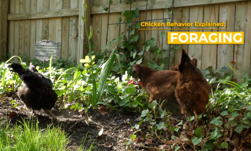 Chicken Behavior Explained: Foraging – Perdue FlockLeader