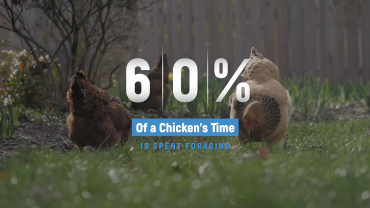 How To Build a Grazing Box for Chickens