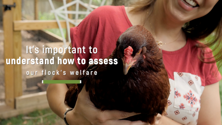 Chicken Behavior Explained: What Does a Happy Chicken Look and Sound Like?