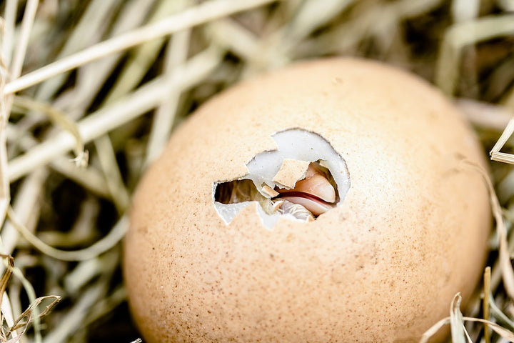 An Introduction to Chick Safety