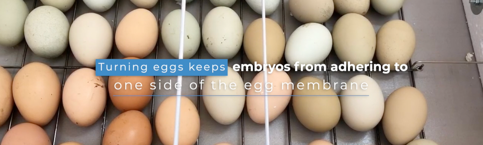 Hatching Your Own Chicks: Tips for Success