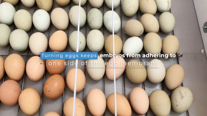 Hatching Your Own Chicks: Tips for Success