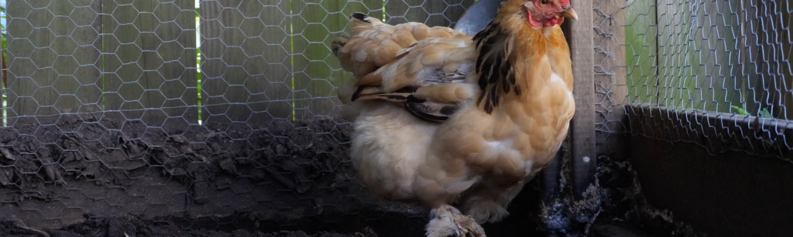 How To Tell If Your Chickens' Feathers Are Healthy