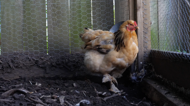 How To Tell If Your Chickens' Feathers Are Healthy