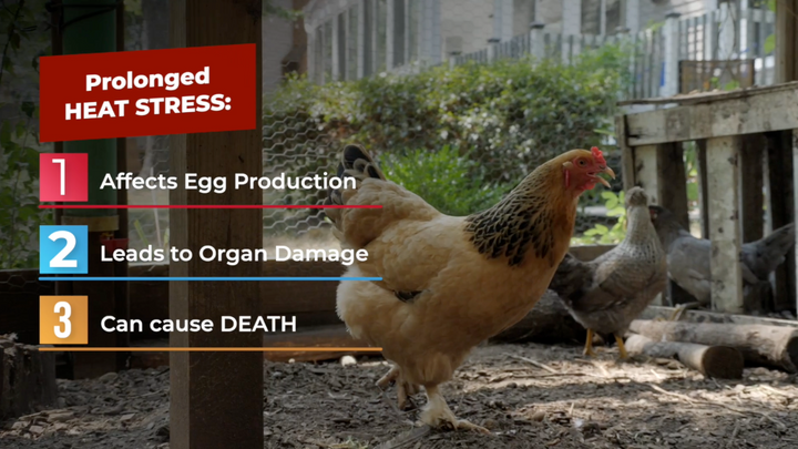 Heat Stress 101: How Does Hot Weather Affect My Chickens?
