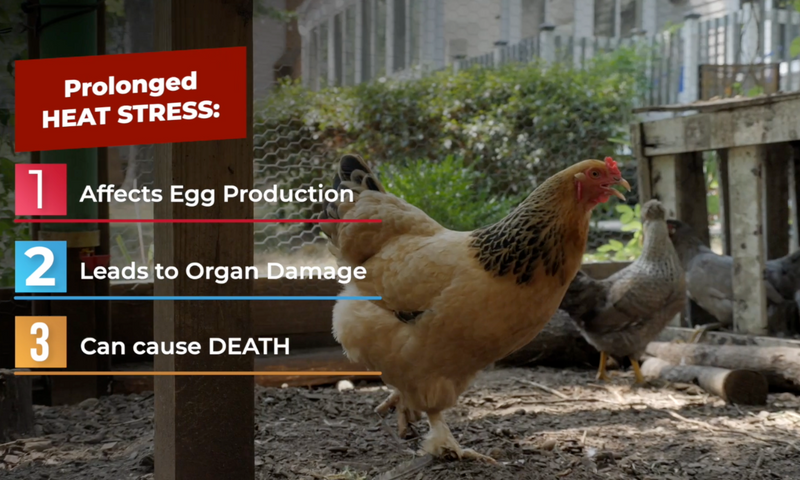 Heat Stress 101: How Does Hot Weather Affect My Chickens? – Perdue ...