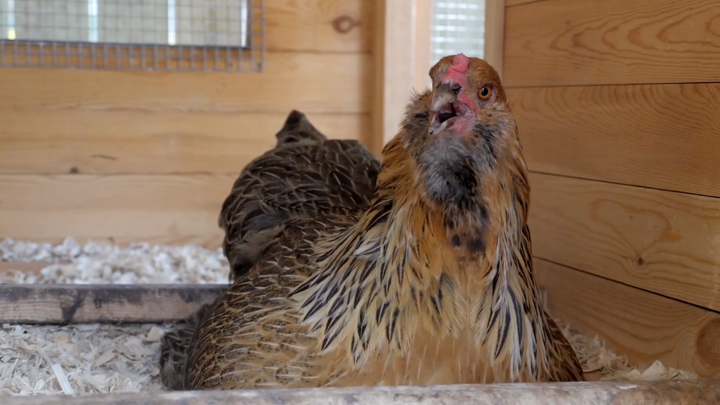 Heat Stress 101: How Does Hot Weather Affect Chickens?