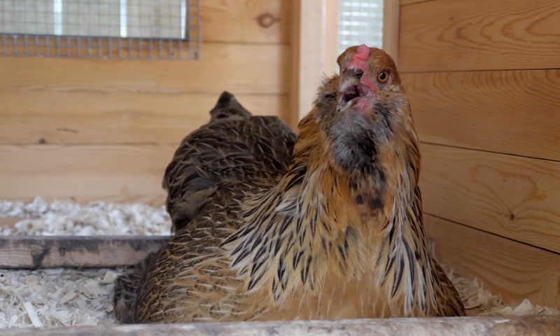Heat Stress 101: How Does Hot Weather Affect Chickens? – Perdue FlockLeader