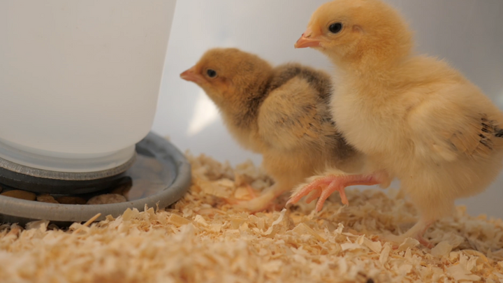 How to Help Your Baby Chicks Survive