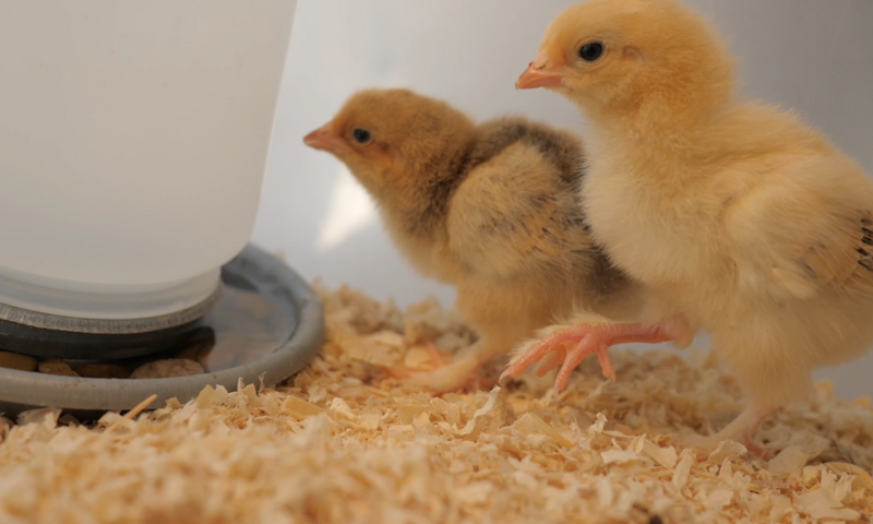 How to Help Your Baby Chicks Survive – Perdue FlockLeader