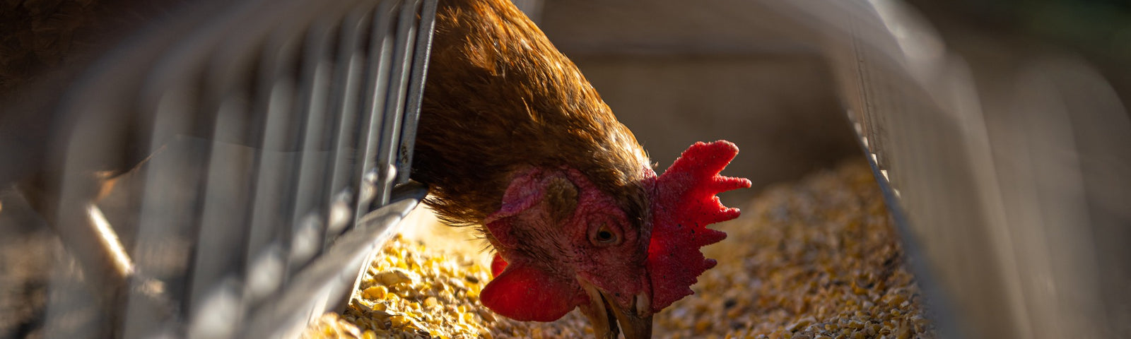 Chicken Feed 101: Behind the Basics