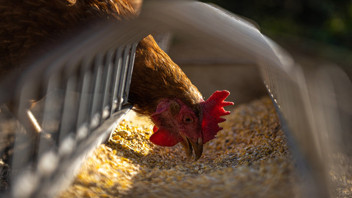 Chicken Feed 101: Behind the Basics