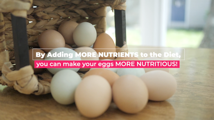 How and Why to Enrich Backyard Eggs