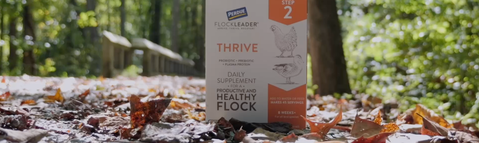 How Fallen Leaves Affect Foraging For Chickens