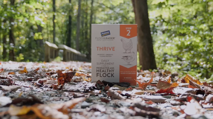 How Fallen Leaves Affect Foraging For Chickens